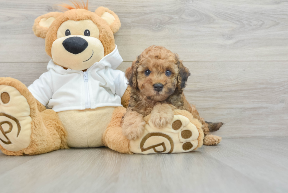 Cavapoo Puppy for Adoption