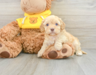 7 week old Cavapoo Puppy For Sale - Pilesgrove Pups