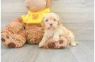 Best Cavapoo Baby