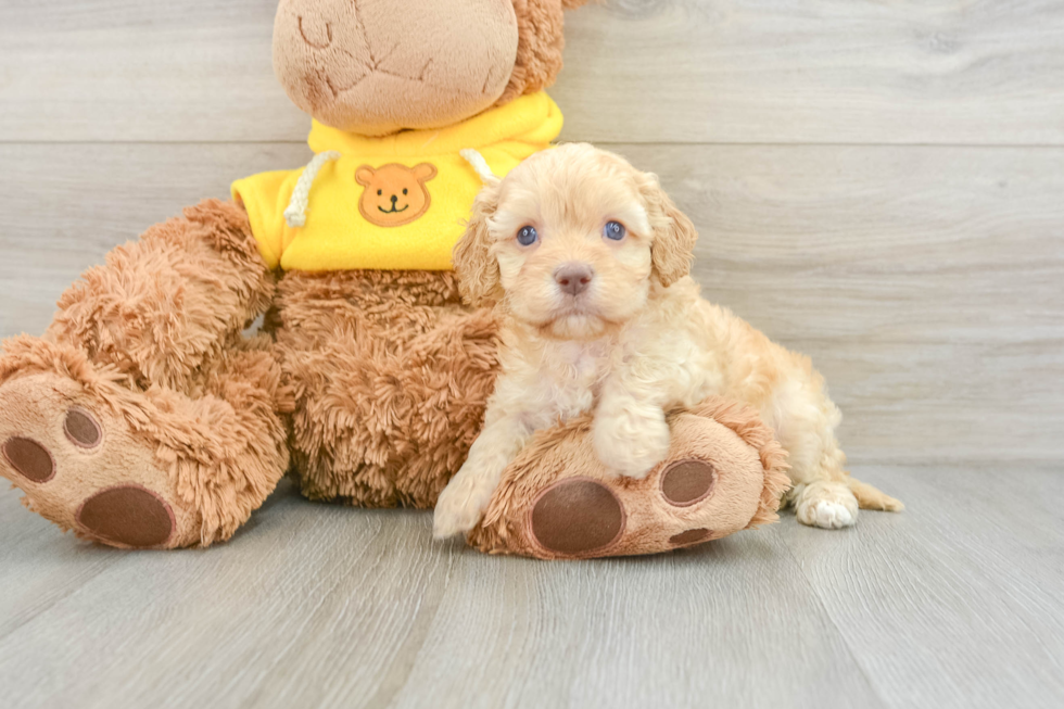 Best Cavapoo Baby