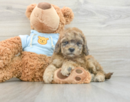 8 week old Cavapoo Puppy For Sale - Pilesgrove Pups