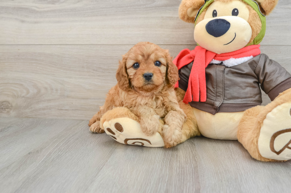 6 week old Cavapoo Puppy For Sale - Pilesgrove Pups