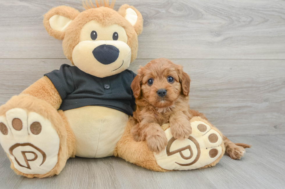 5 week old Cavapoo Puppy For Sale - Pilesgrove Pups