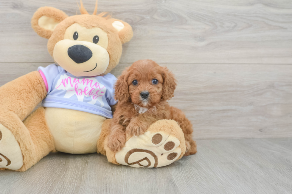 5 week old Cavapoo Puppy For Sale - Pilesgrove Pups