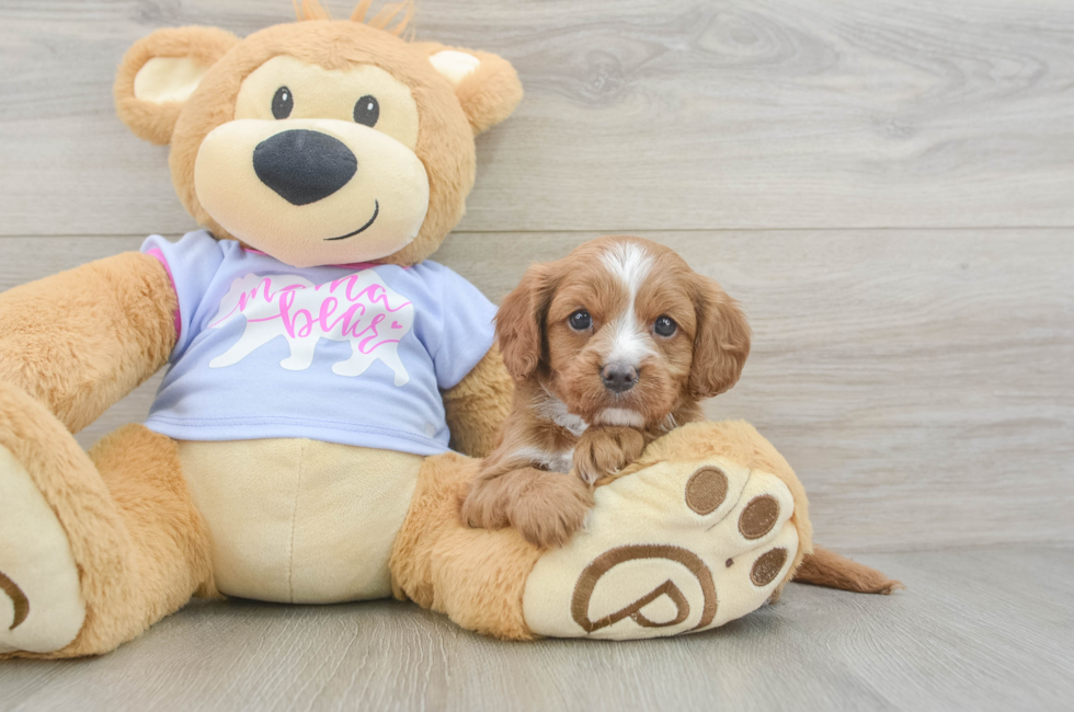 6 week old Cavapoo Puppy For Sale - Pilesgrove Pups