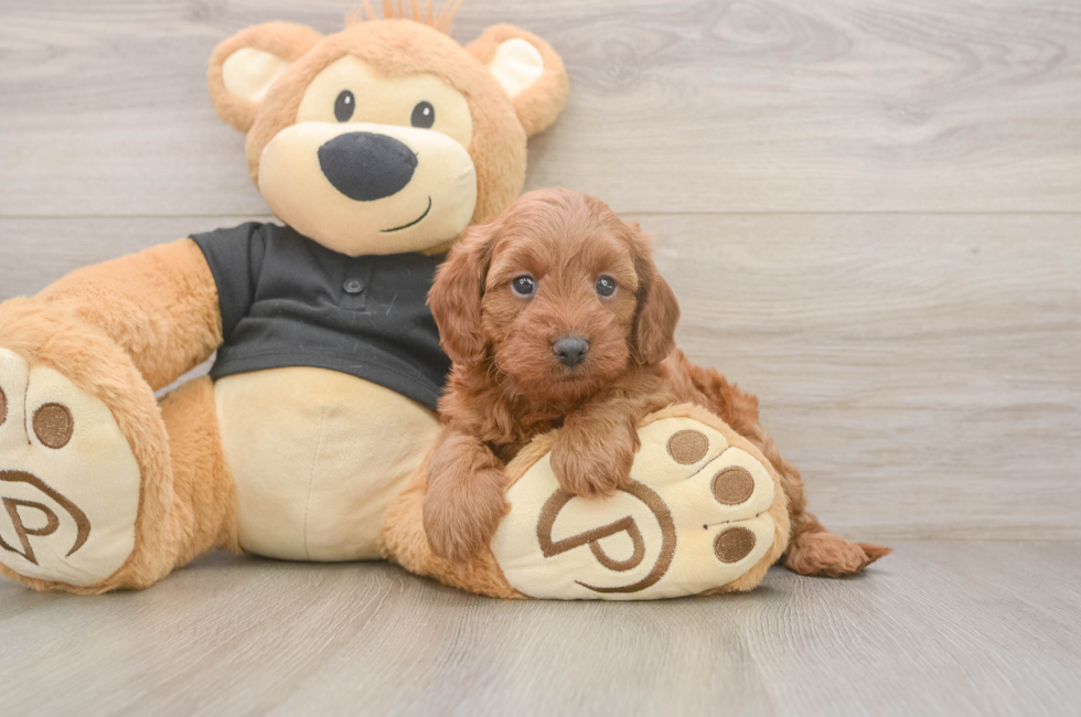 6 week old Cavapoo Puppy For Sale - Pilesgrove Pups