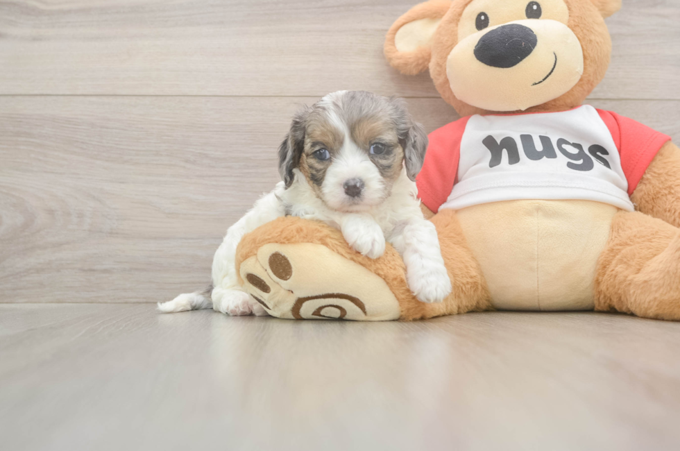 5 week old Cavapoo Puppy For Sale - Pilesgrove Pups