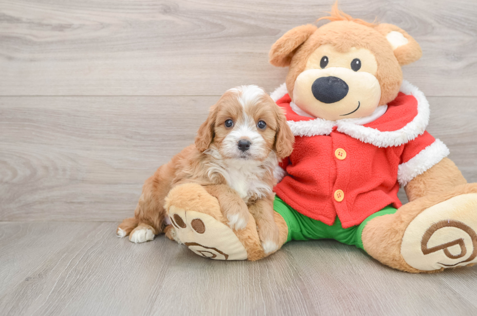 5 week old Cavapoo Puppy For Sale - Pilesgrove Pups