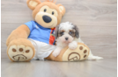 Best Cavapoo Baby