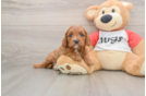 Small Cavapoo Baby