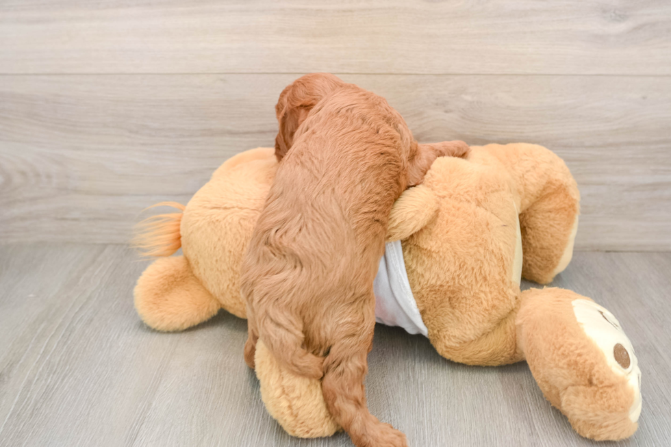 Fluffy Cavapoo Poodle Mix Pup