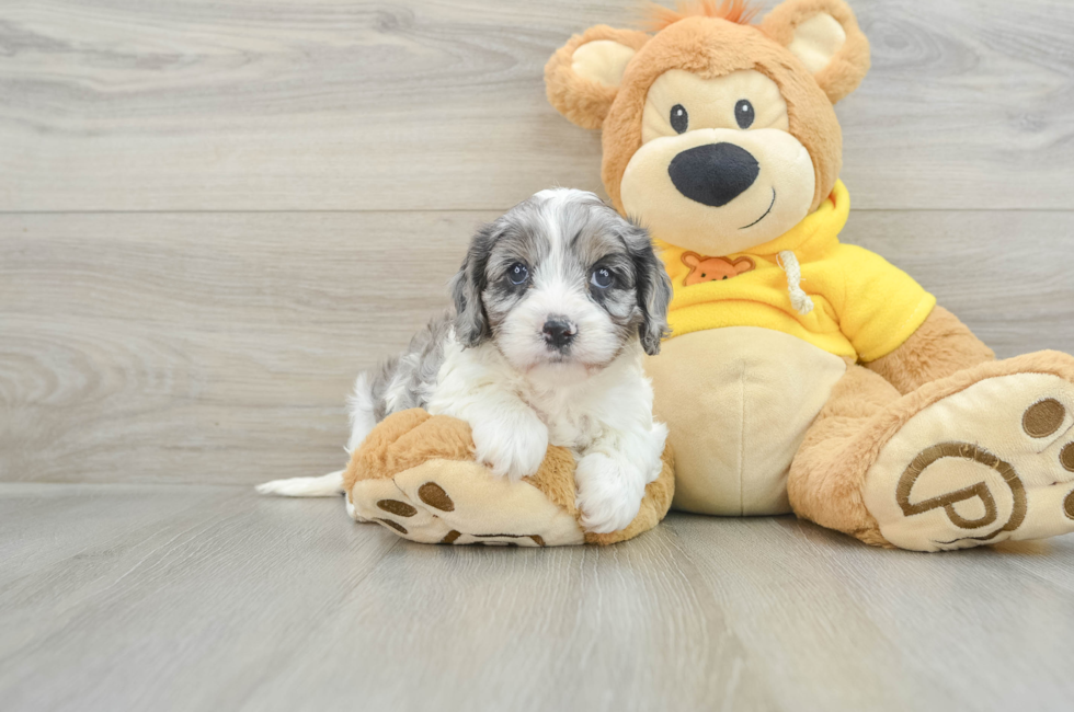 6 week old Cavapoo Puppy For Sale - Pilesgrove Pups