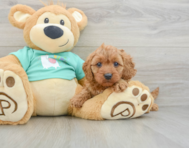 9 week old Cavapoo Puppy For Sale - Pilesgrove Pups