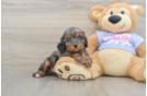 Best Cavapoo Baby