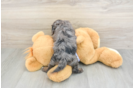 Best Cavapoo Baby