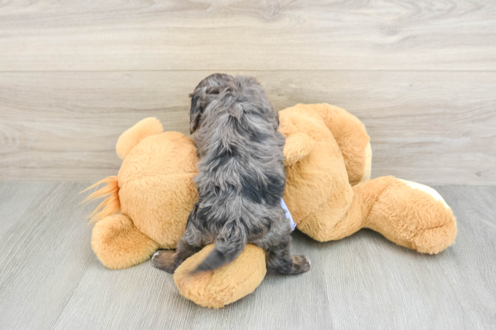 Best Cavapoo Baby