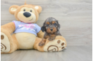 Best Cavapoo Baby