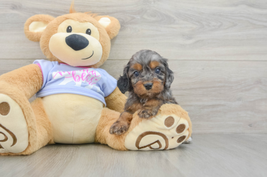 Best Cavapoo Baby