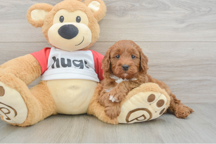 Best Cavapoo Baby