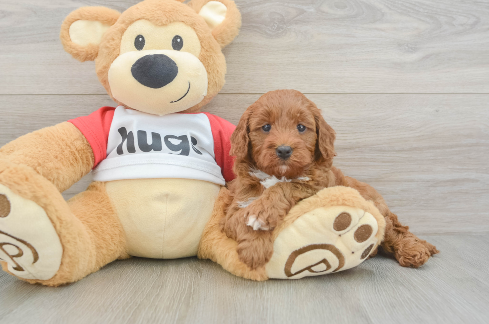 5 week old Cavapoo Puppy For Sale - Pilesgrove Pups