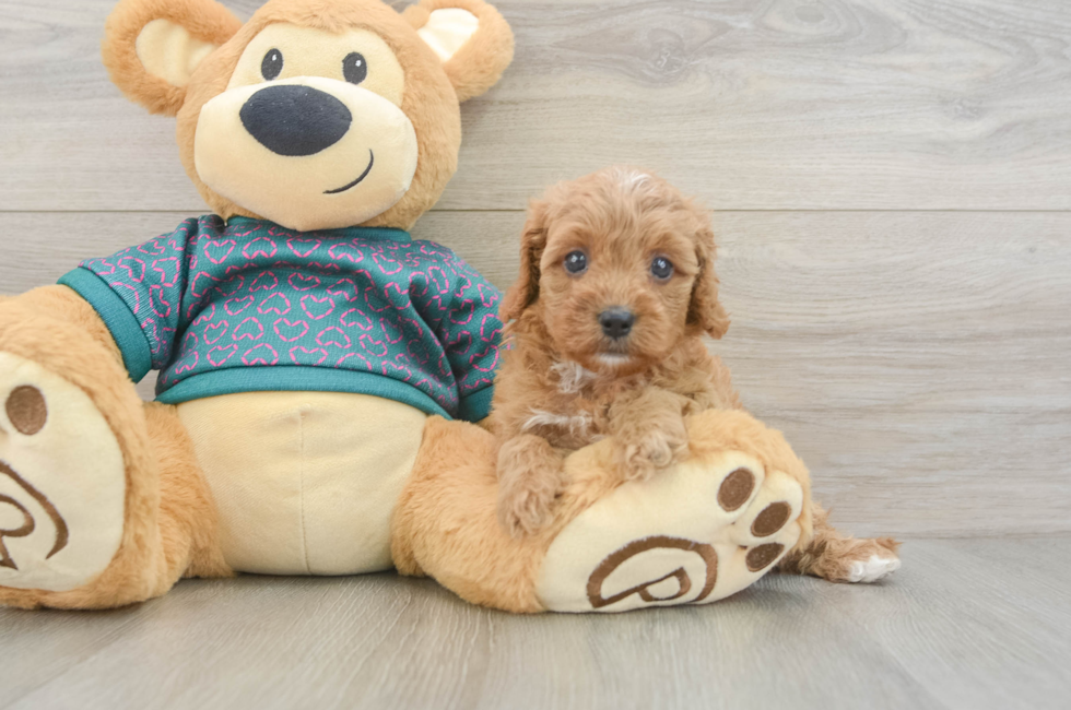 5 week old Cavapoo Puppy For Sale - Pilesgrove Pups