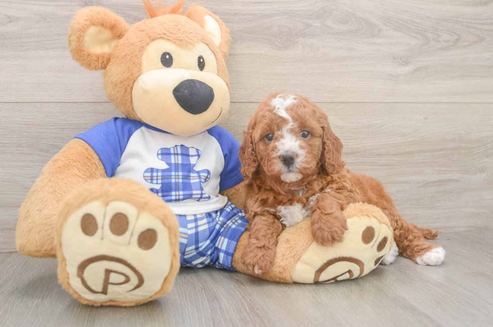 6 week old Cavapoo Puppy For Sale - Pilesgrove Pups