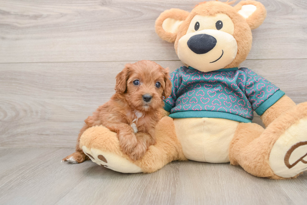 Happy Cavapoo Baby