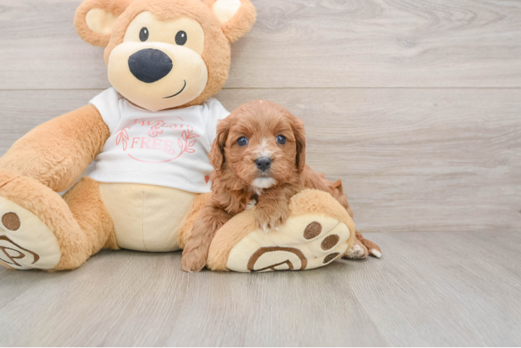 Best Cavapoo Baby