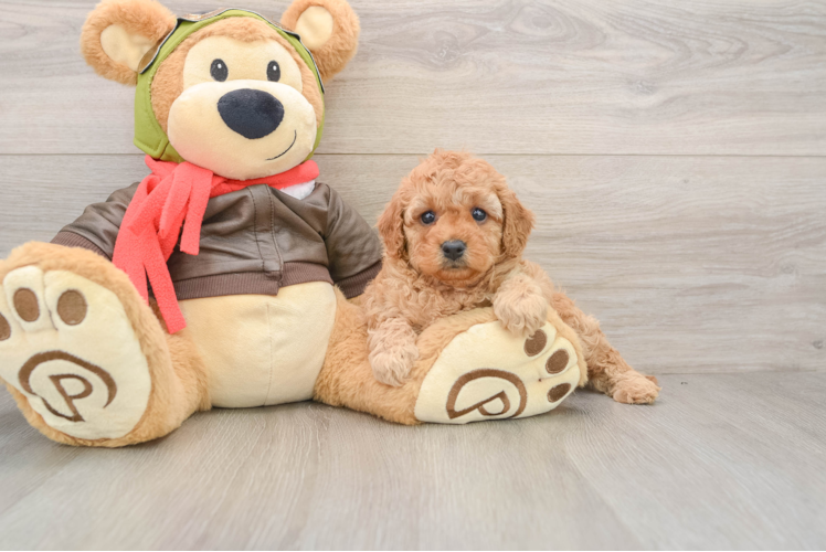 Petite Cavapoo Poodle Mix Pup