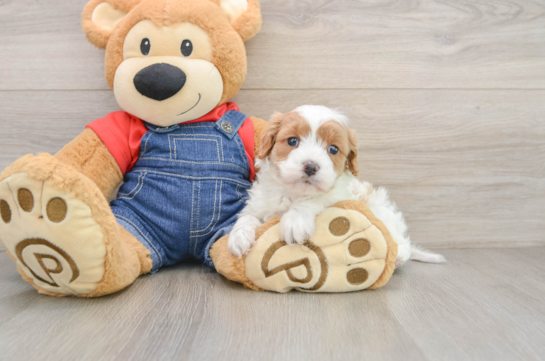 Best Cavapoo Baby
