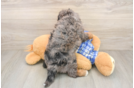 Playful Cavapoodle Poodle Mix Puppy