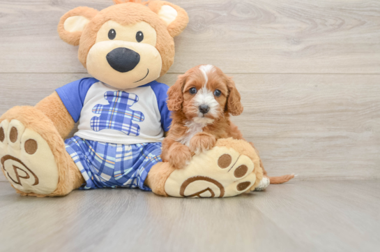 Cavapoo Puppy for Adoption