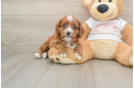 Sweet Cavapoo Baby