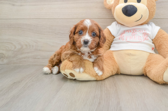 Sweet Cavapoo Baby