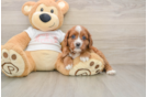 Cavapoo Pup Being Cute