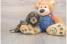 Best Cavapoo Baby