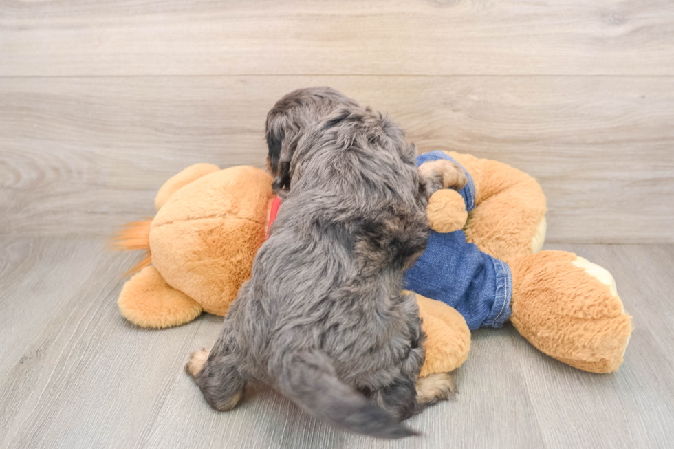 Best Cavapoo Baby