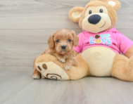 8 week old Cavapoo Puppy For Sale - Pilesgrove Pups