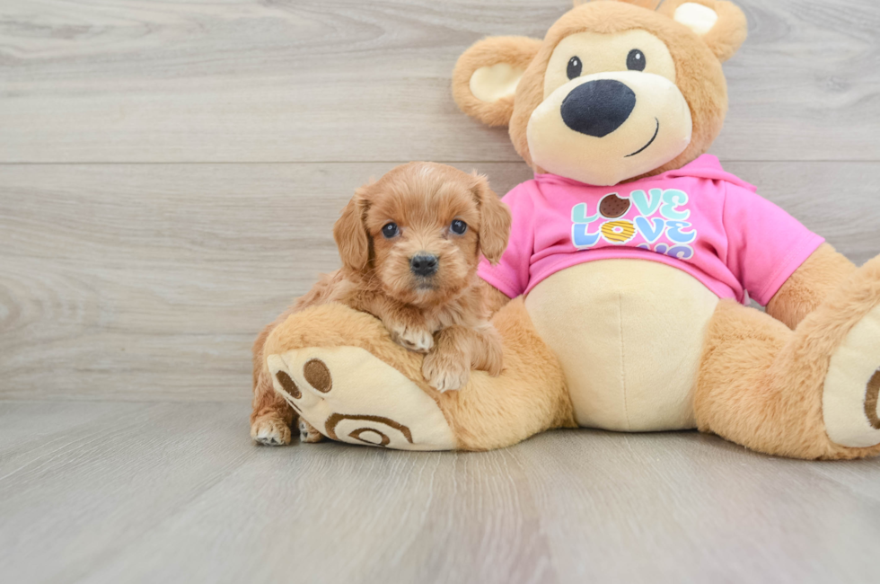 8 week old Cavapoo Puppy For Sale - Pilesgrove Pups