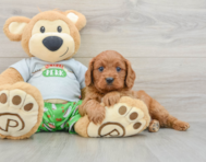 9 week old Cavapoo Puppy For Sale - Pilesgrove Pups