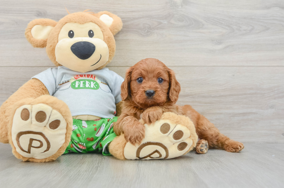 7 week old Cavapoo Puppy For Sale - Pilesgrove Pups