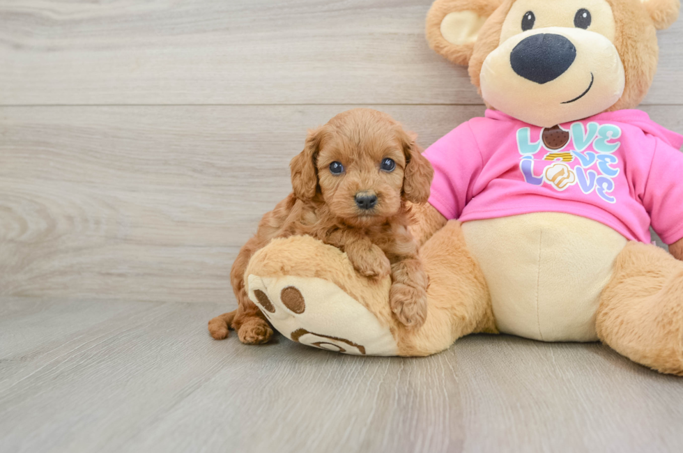 7 week old Cavapoo Puppy For Sale - Pilesgrove Pups