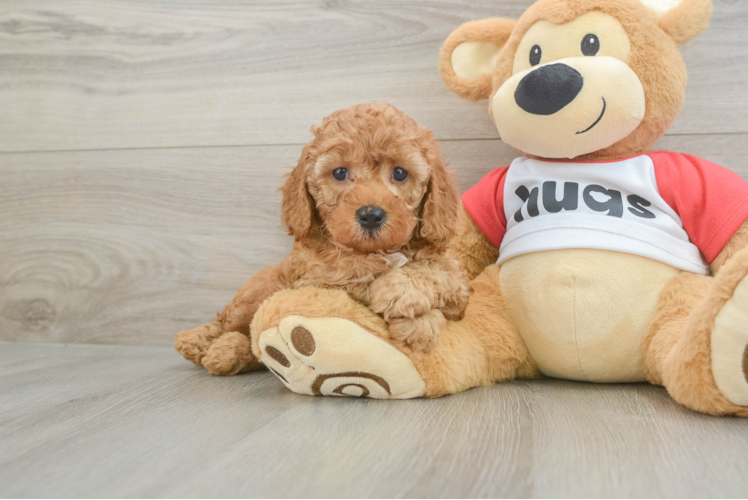 Cavapoo Puppy for Adoption