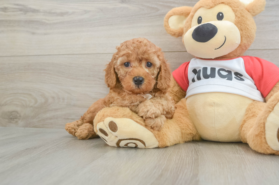 5 week old Cavapoo Puppy For Sale - Pilesgrove Pups