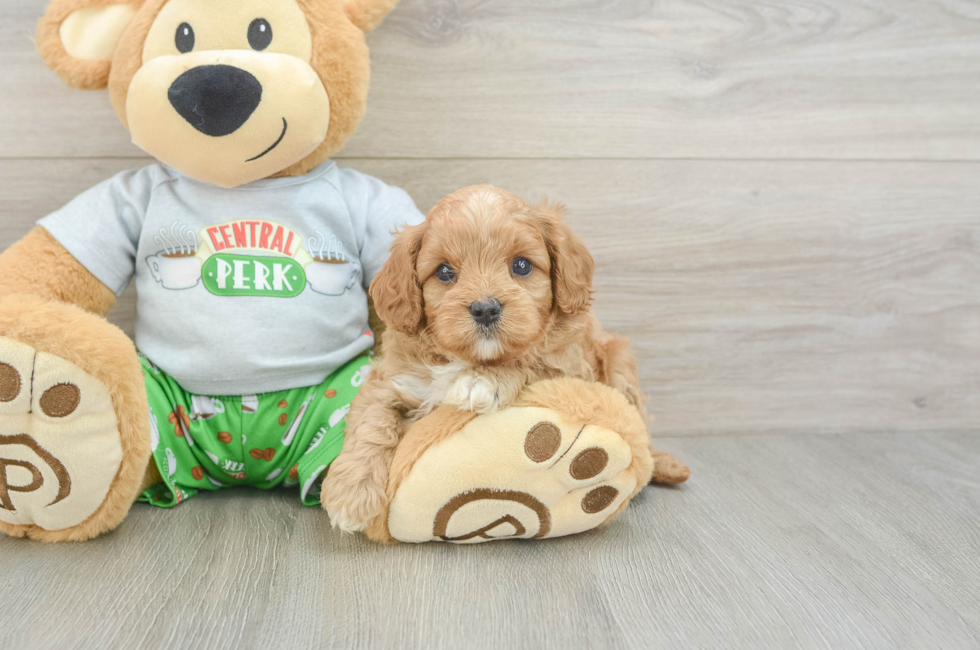5 week old Cavapoo Puppy For Sale - Pilesgrove Pups