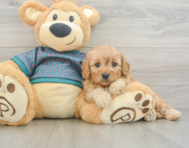 8 week old Cavapoo Puppy For Sale - Pilesgrove Pups