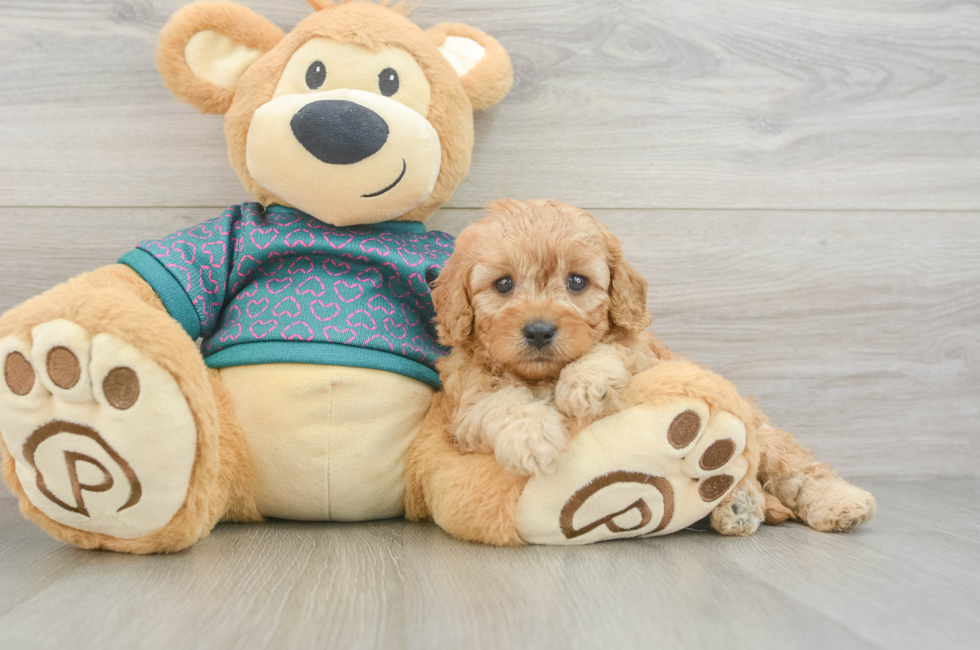 5 week old Cavapoo Puppy For Sale - Pilesgrove Pups
