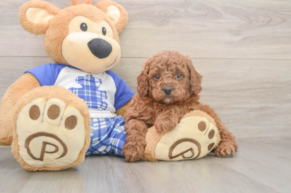 6 week old Cavapoo Puppy For Sale - Pilesgrove Pups