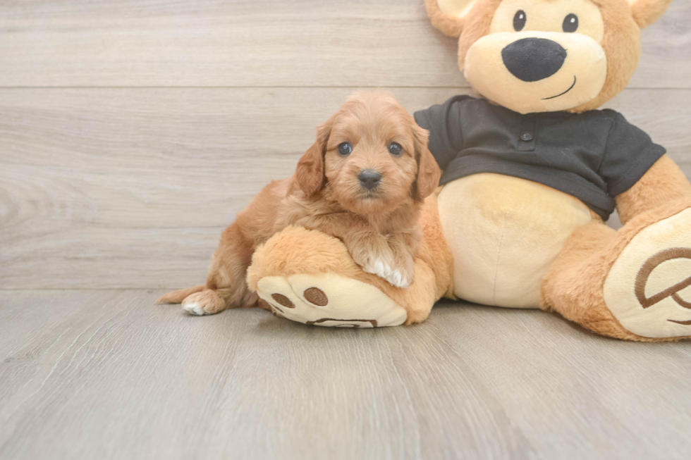 Best Cavapoo Baby