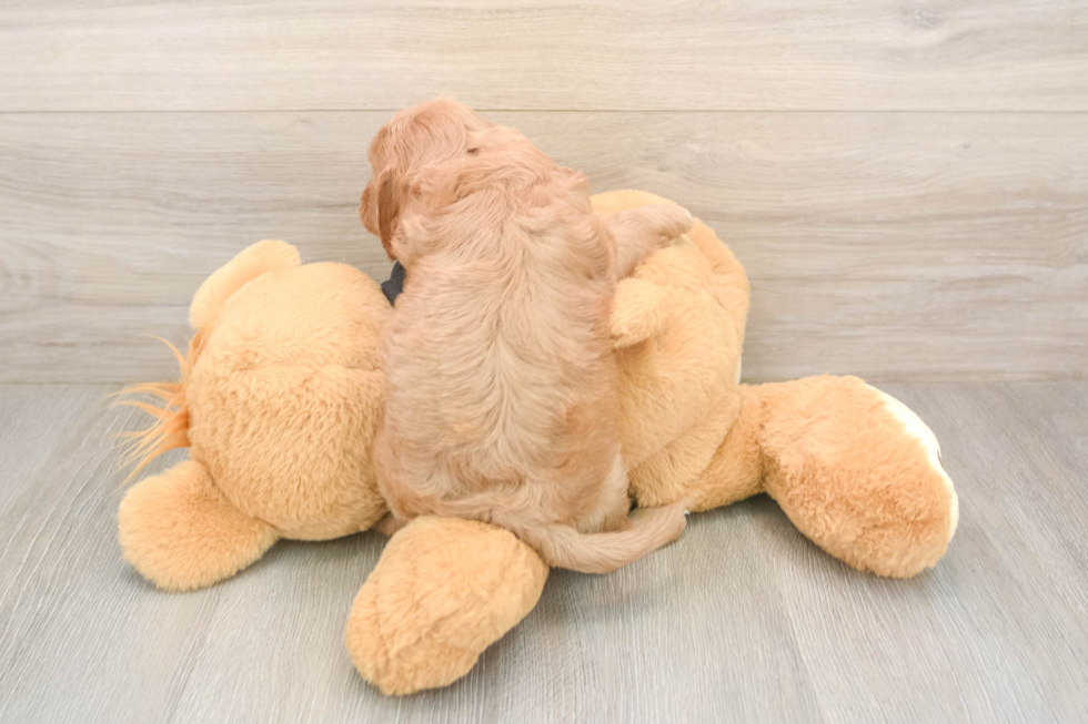 Playful Cavapoodle Poodle Mix Puppy